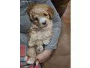 Cavapoo Puppy for sale in Las Cruces, NM, USA