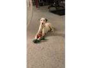 Dalmatian Puppy for sale in Brooklyn, NY, USA