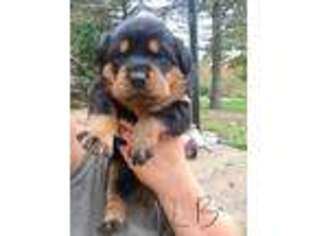 Rottweiler Puppy for sale in Mineral City, OH, USA