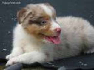 Australian Shepherd Puppy for sale in Wilson, NY, USA