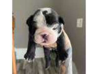 Bulldog Puppy for sale in Winter Haven, FL, USA