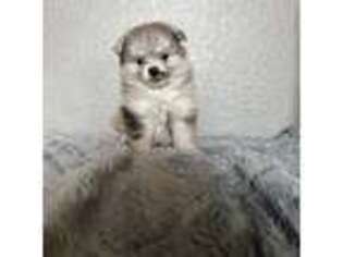 Pomeranian Puppy for sale in Tracy, CA, USA