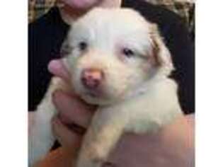 Border Collie Puppy for sale in Honeyville, UT, USA