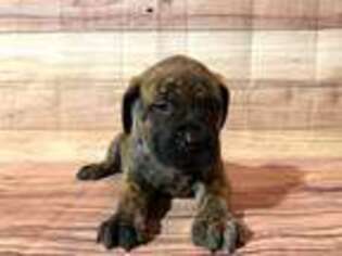 Mastiff Puppy for sale in Arcola, IL, USA