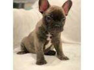 French Bulldog Puppy for sale in Germantown, MD, USA