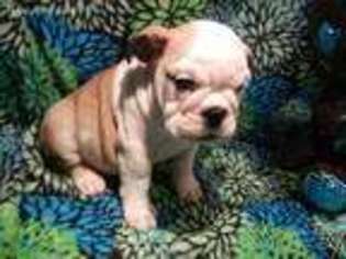Bulldog Puppy for sale in Manchester, OH, USA