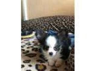 Chihuahua Puppy for sale in Fremont, CA, USA
