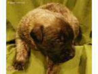 Mastiff Puppy for sale in Fair Play, MO, USA