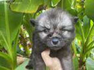 Keeshond Puppy for sale in Sneedville, TN, USA