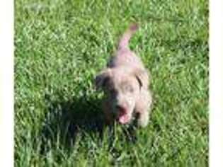 Labrador Retriever Puppy for sale in Soperton, GA, USA
