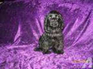 Cocker Spaniel Puppy for sale in RIVERSIDE, CA, USA