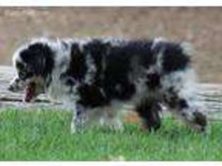 Australian Shepherd Puppy for sale in Los Lunas, NM, USA