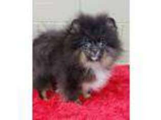 Pomeranian Puppy for sale in San Luis Obispo, CA, USA