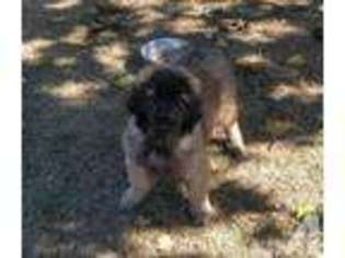 Leonberger Puppy for sale in CORVALLIS, OR, USA