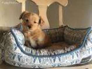 Goldendoodle Puppy for sale in Converse, IN, USA