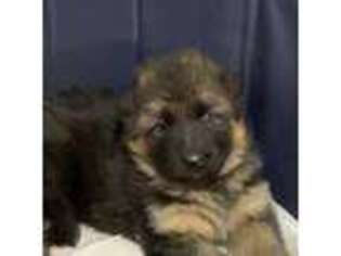 German Shepherd Dog Puppy for sale in King, NC, USA