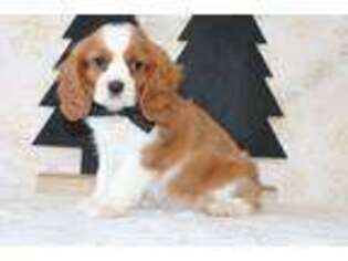 Cavalier King Charles Spaniel Puppy for sale in Fort Lauderdale, FL, USA