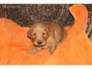 Golden Retriever Puppy for sale in Doon, IA, USA