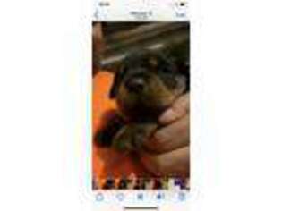 Rottweiler Puppy for sale in New Windsor, MD, USA