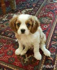 Cavalier King Charles Spaniel Puppy for sale in Hunt Valley, MD, USA