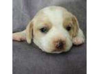 Beagle Puppy for sale in San Francisco, CA, USA