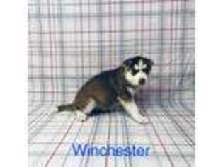 Siberian Husky Puppy for sale in Saylorsburg, PA, USA