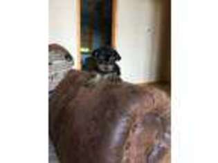 Yorkshire Terrier Puppy for sale in Edinburg, PA, USA