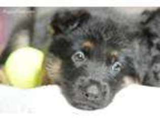 German Shepherd Dog Puppy for sale in Houston, TX, USA