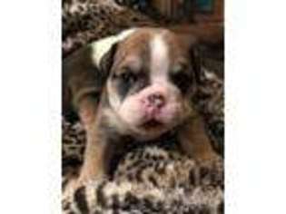 Bulldog Puppy for sale in Longford, KS, USA