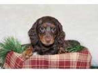 Dachshund Puppy for sale in Newberry, IN, USA
