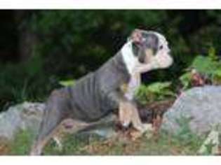 Bulldog Puppy for sale in EMPORIA, VA, USA