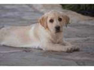 Labrador Retriever Puppy for sale in Alvord, TX, USA