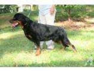 Rottweiler Puppy for sale in NORTH HOLLYWOOD, CA, USA