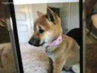 Shiba Inu Puppy for sale in Bentonville, AR, USA