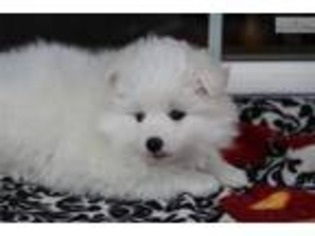 American Eskimo Dog Puppy for sale in Orem, UT, USA
