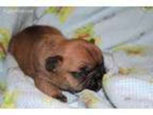 French Bulldog Puppy for sale in Mead, WA, USA
