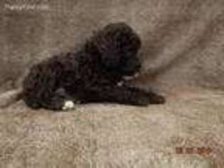 Goldendoodle Puppy for sale in Orange, TX, USA