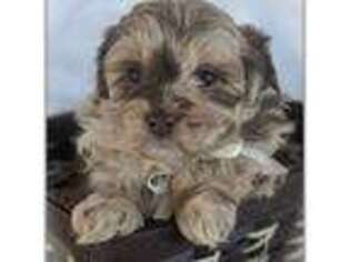 Mutt Puppy for sale in Martinsville, MO, USA