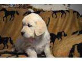 Mutt Puppy for sale in Fairfield, MT, USA