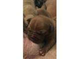 American Bull Dogue De Bordeaux Puppy for sale in Laurel, MD, USA