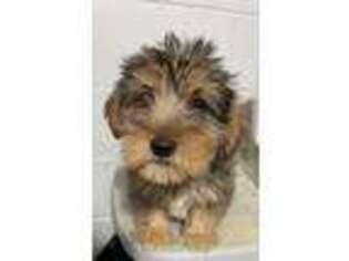 Yorkshire Terrier Puppy for sale in Southfield, MI, USA
