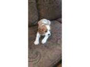 English Toy Spaniel Puppy for sale in Bloomfield, NJ, USA