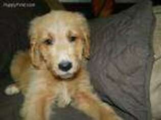 Goldendoodle Puppy for sale in Knoxville, GA, USA