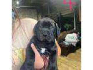 Boerboel Puppy for sale in Hockley, TX, USA