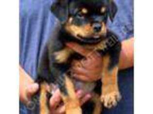 Rottweiler Puppy for sale in Pomona, CA, USA