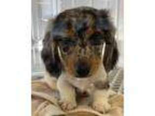 Dachshund Puppy for sale in Munster, IN, USA