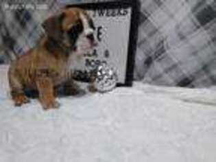 Olde English Bulldogge Puppy for sale in Pine Village, IN, USA