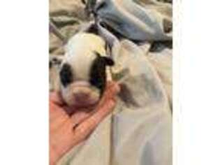 French Bulldog Puppy for sale in Saint Paul, NE, USA