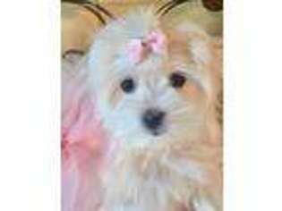 Maltese Puppy for sale in Hilton Head Island, SC, USA