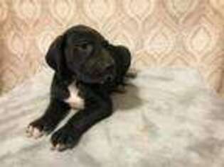 Great Dane Puppy for sale in Hannibal, MO, USA